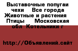 Выставочные попугаи чехи  - Все города Животные и растения » Птицы   . Московская обл.,Котельники г.